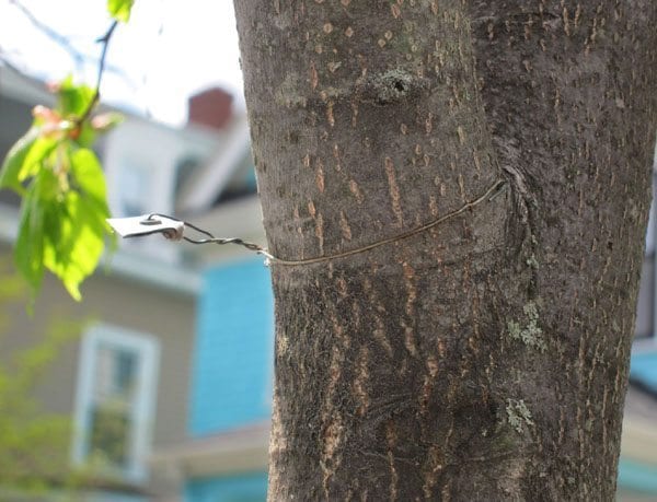 Don’t girdle your trees!