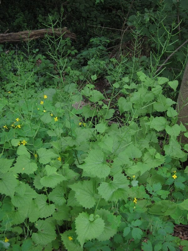 Pull garlic mustard before it goes to seed, and save a lot more work later