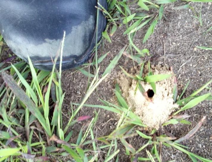 Anyone seen wasp nests like this in Newton?