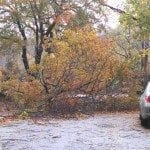 Tree blocking Rowena near Weeks School to the left | Village 14 | Newton MA News and Politics Blog