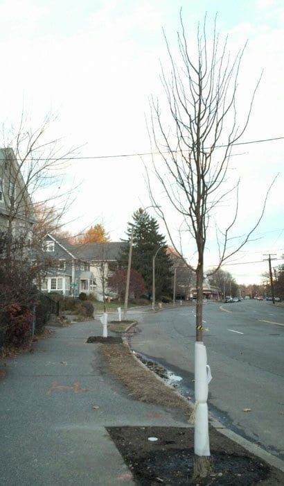 Washington Street in West Newton may look greener next year
