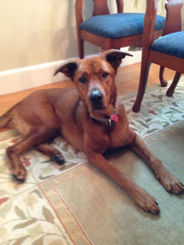 Who’s your favorite Newton veterinarian? Why?