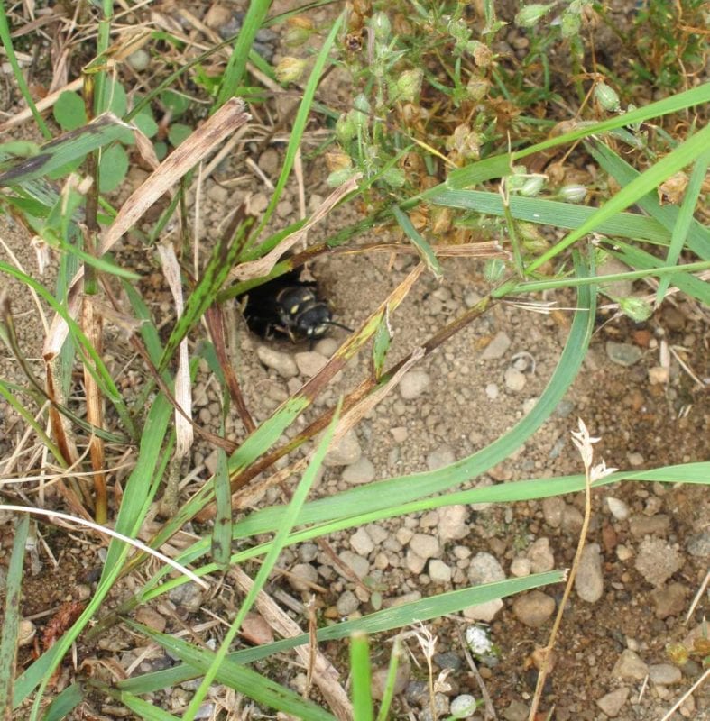 Be the first to find one of these wasp colonies in Newton & I’ll treat you to dinner