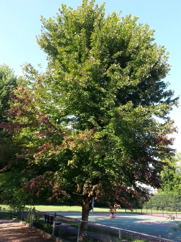 Decapitated tree lives in Wellington Park