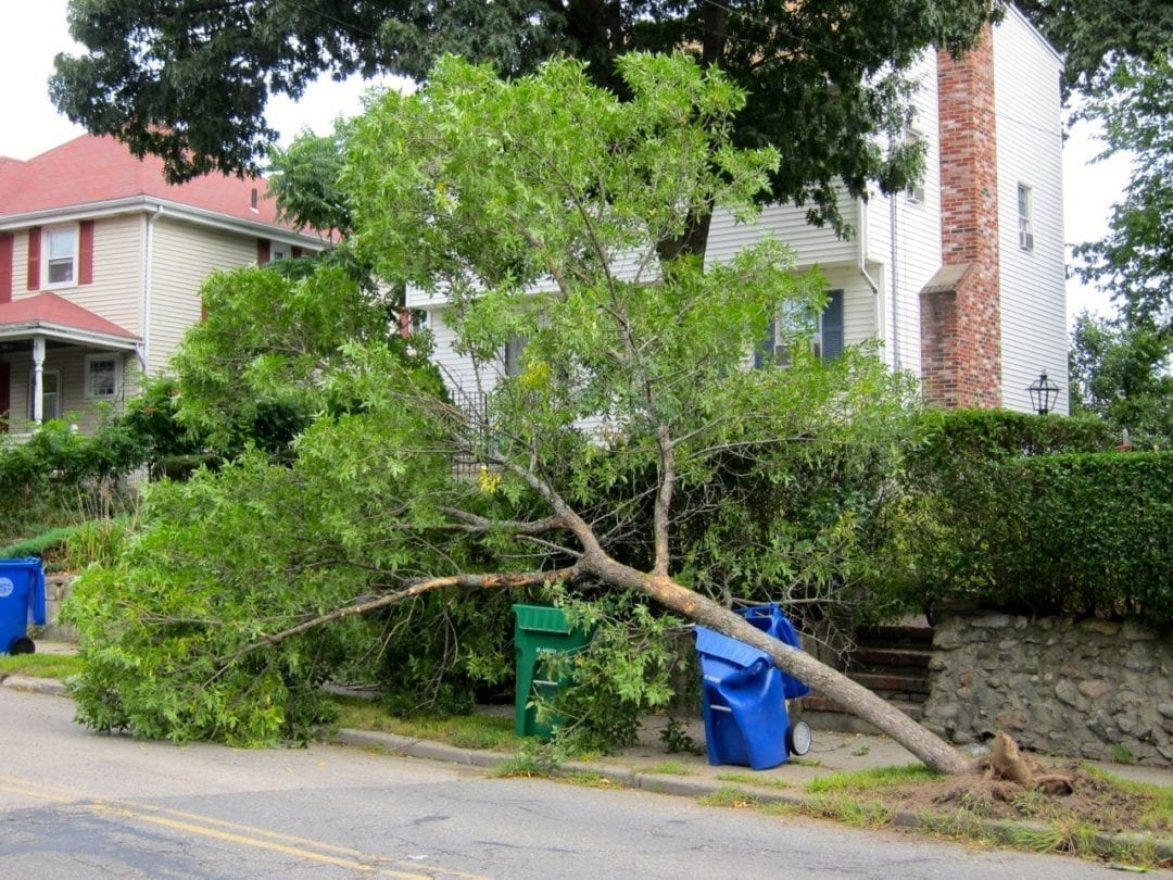 Looks Like Another Trash Day Tree Casualty Watch Where You Put Your 