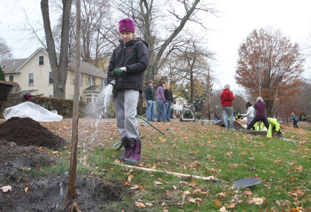 Happier times for city trees