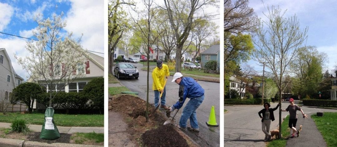 Now it’s finally Spring, time to think about Fall trees