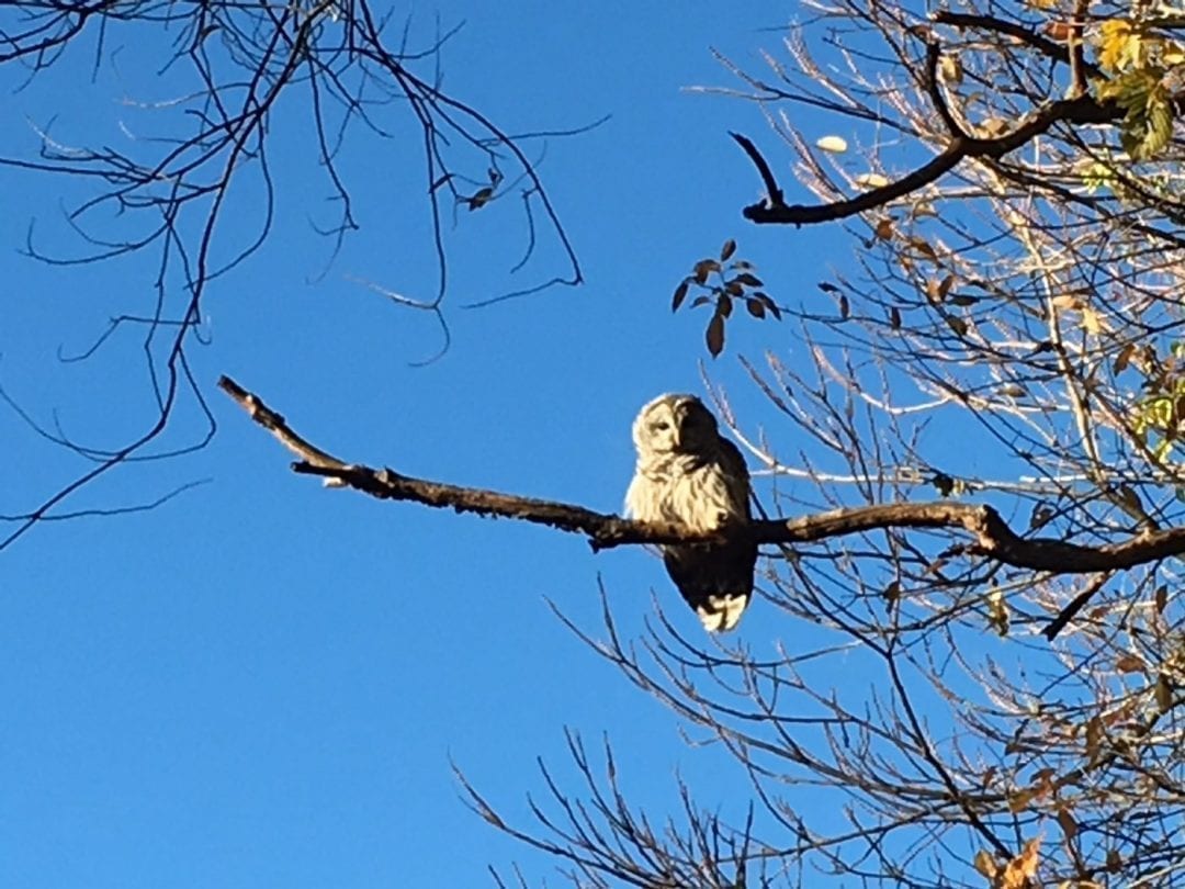 Who is Haunting the Aqueduct?