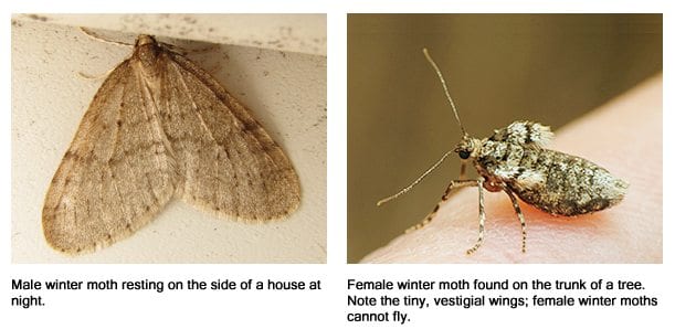 Winter moths are back!