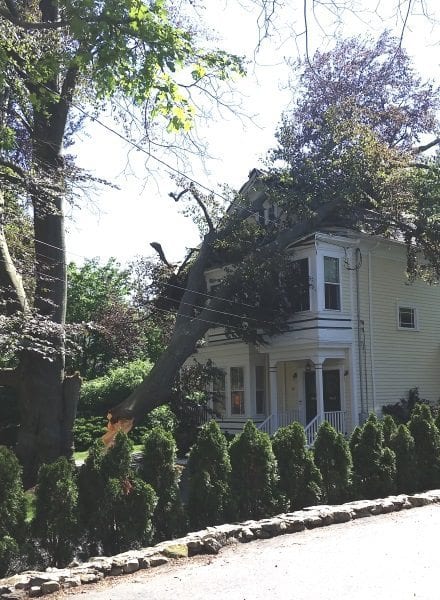 Nearly 200 year-old-tree hits house on Oak Street