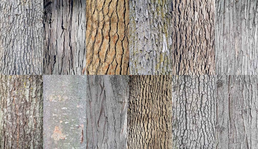 Identify Hardwood Trees By Bark