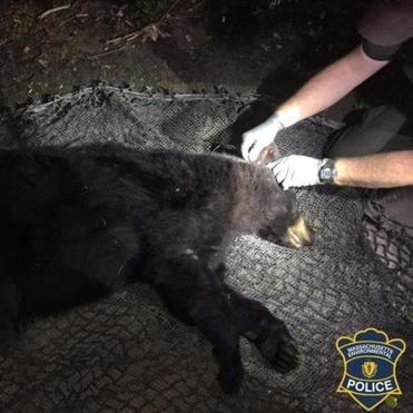 RIP Newton bear