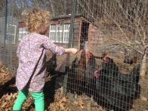 Chickens go missing from Newton Community Farm