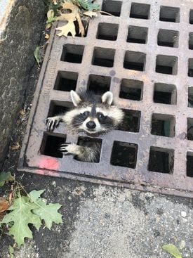 Raccoon rescued!