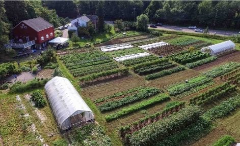 Fresh vegetables from Newton’s fields