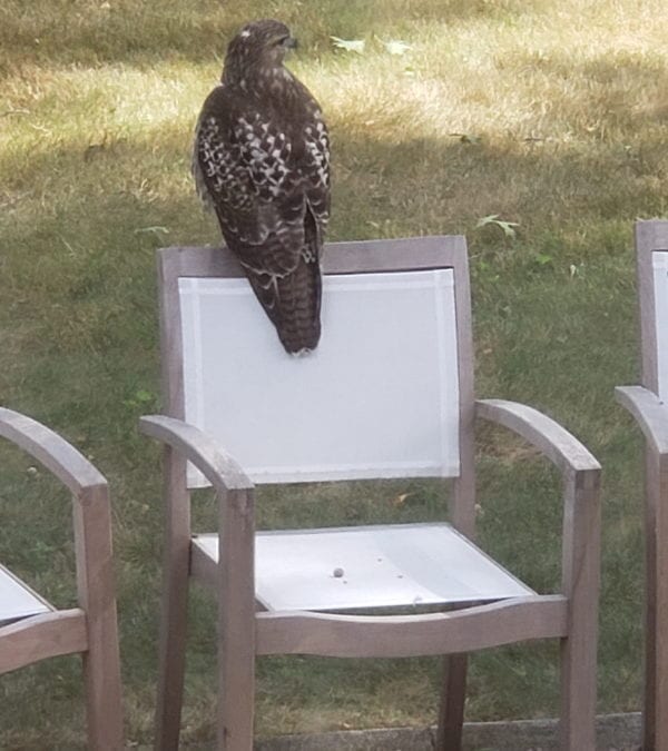 Socially Distanced Bird Visits Southwest Waban