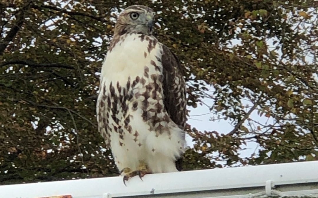 New goalkeeper found