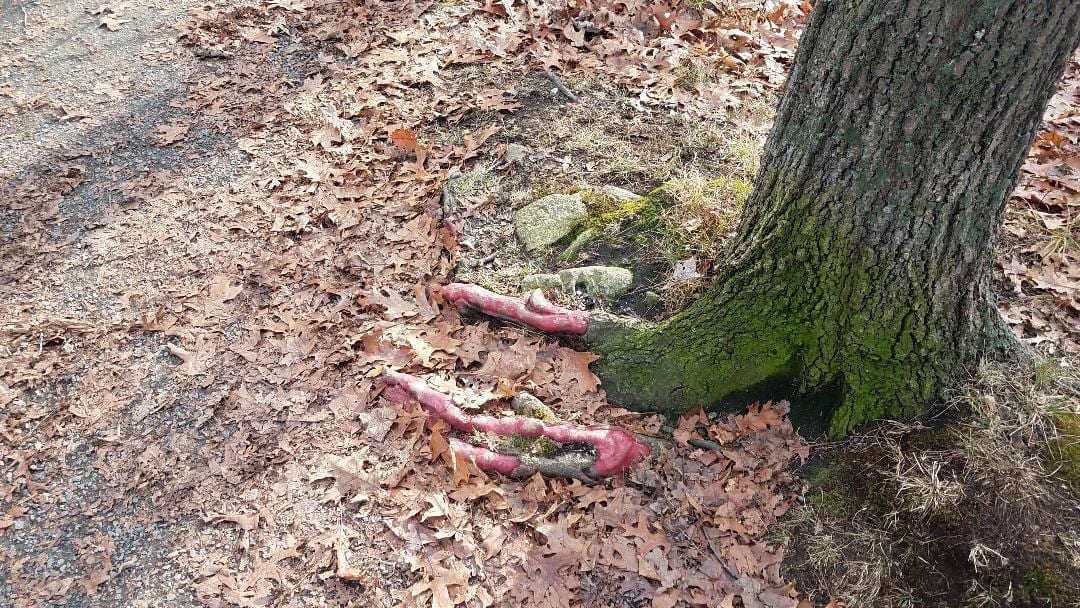 Art or science in Cold Spring Park?