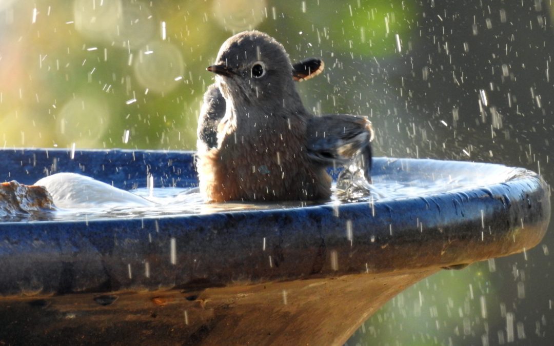 Stay cool during the heat wave