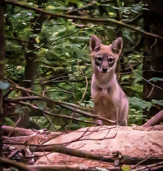 Coyote pup season info