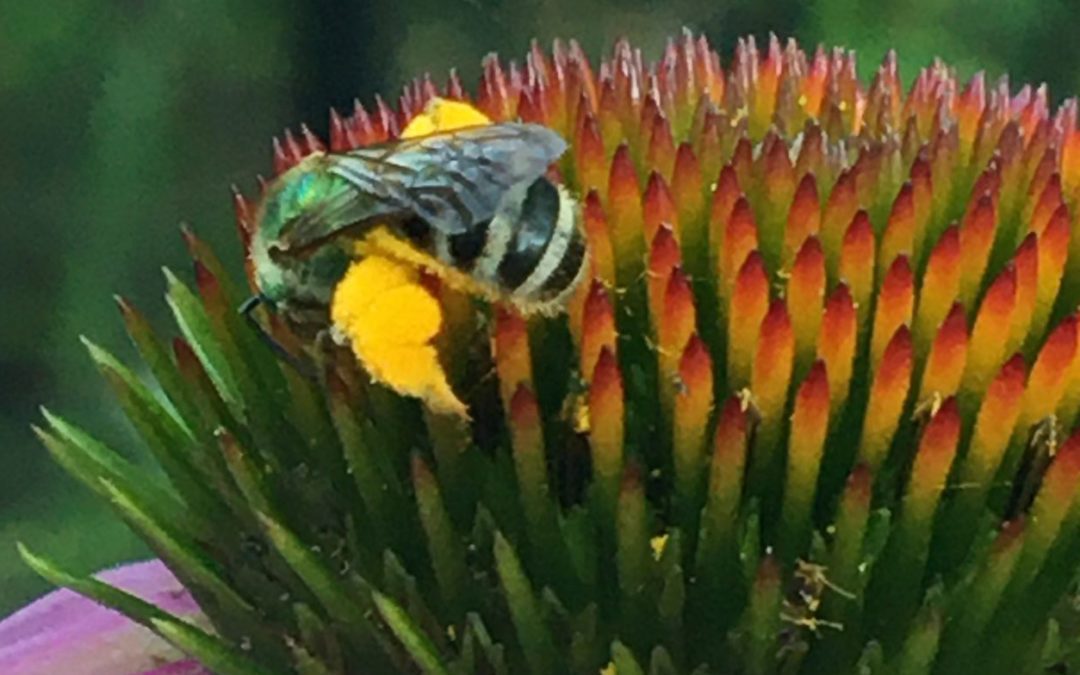 Caution …. bees at work!