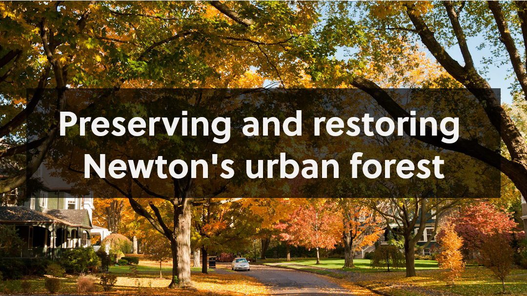 Who wants a street tree?